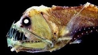 Incroyables créatures de l’océan profond