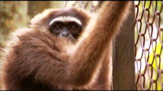 Humanima : Vivre au pays des gibbons