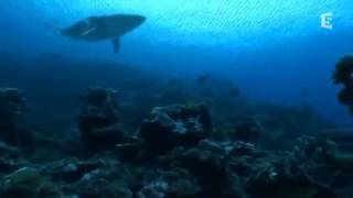 Le mégalodon, ancêtre du requin blanc