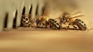 Documentaire Connaissez-vous vraiment les abeilles ?