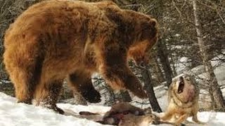 Grizzlys contre loups