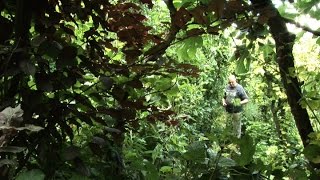 Documentaire La jungle étroite – Benjamin Hennot