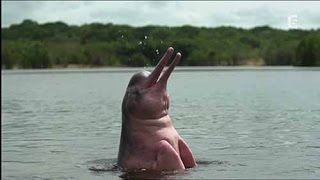 Documentaire Le mystère du dauphin rose