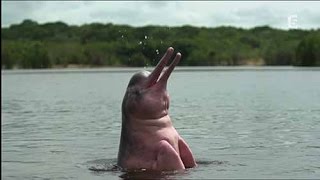 Le mystère du dauphin rose