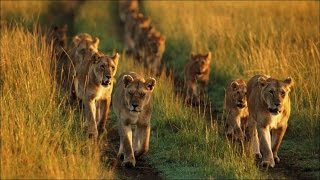 Le retour des lions