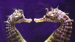 Le secret des hippocampes