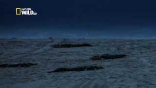 Documentaire Les crocodiles marins d’Australie