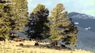 Documentaire Les parcs nationaux américains: Yellowstone