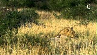 Lionnes sachant chasser