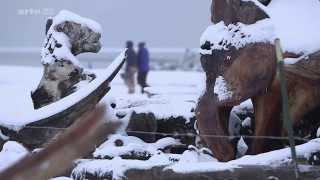 Documentaire L’ours polaire une espèce menacée