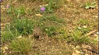 La grenouille et le crapaud