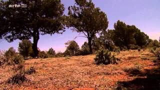 La danse des Navajos