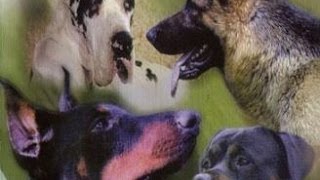 Les chiens de gardes : origine, personnalité, éducation