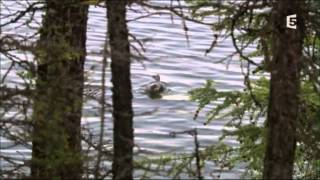 Terres sauvages de Russie - La Sibérie