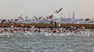 Venise sauvage