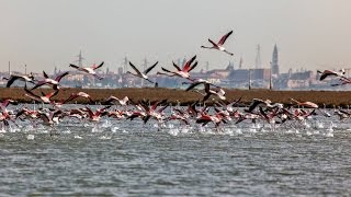 Documentaire Venise sauvage