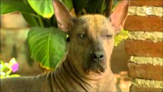 Vieux loups, jeunes chiens