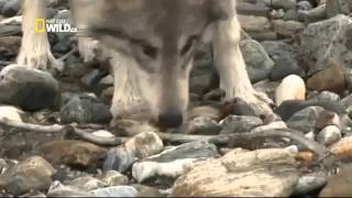 L'Alaska à l'état sauvage