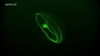 Le monde fascinant des créatures lumineuses