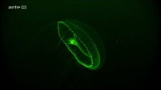 Documentaire Le monde fascinant des créatures lumineuses