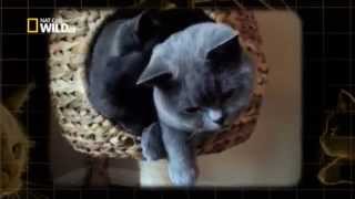La face cachée des chats
