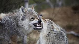 La guerre des loups