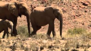 Les éléphants du désert