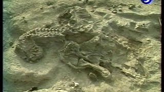 Le roi des dinosaures, le Tyrannosaurus Rex