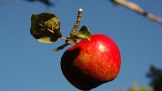 Documentaire La gravitation, la force mystérieuse