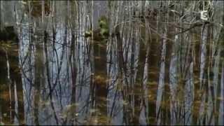 Complicités sauvages - Les forêts du nord
