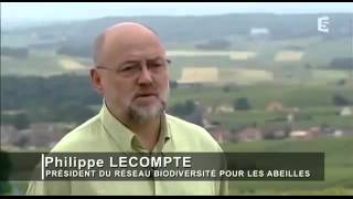 Et si les abeilles disparaissaient ?