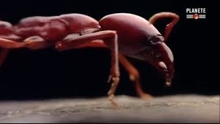 Des fourmis tueuses