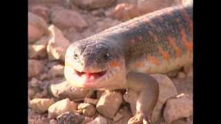 Les petites créatures du désert