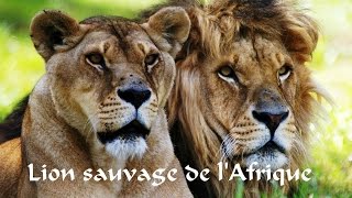 Le lion sauvage d'Afrique