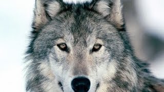 Le loup gris