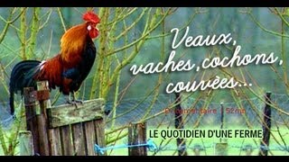 Veaux, vaches, cochons… Le quotidien d’une ferme
