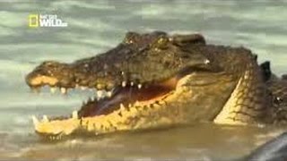 Documentaire Les crocodiles marins d’Australie
