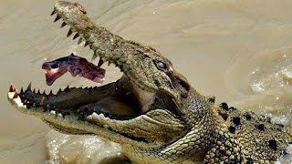 Dans la caverne des crocodiles