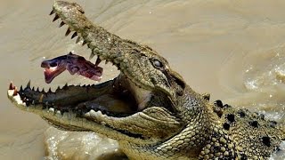 Documentaire Dans la caverne des crocodiles