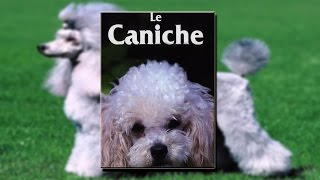 Documentaire Le caniche