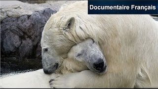 Documentaire L’Alaska à l’état sauvage