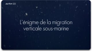 L’énigme de la migration verticale sous-marine