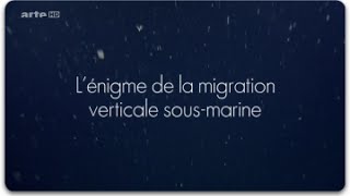 Documentaire L’énigme de la migration verticale sous-marine