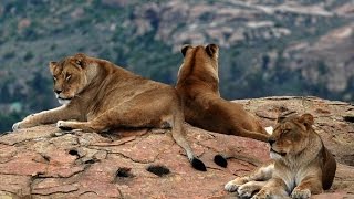 LionsRock : le sanctuaire des lions