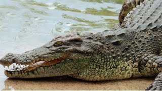 Le crocodile du Nil
