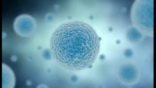 Documentaire L’auto-renouvellement de l’organisme, les cellules souches