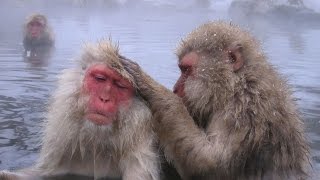 Documentaire Des singes semblables aux humains