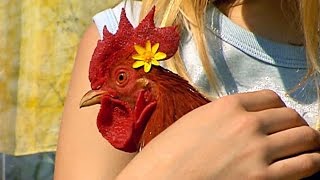 Les animaux de la ferme : mon poulailler adoré