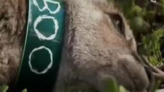 Documentaire Invasions des kangourous