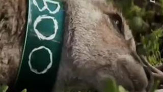 Invasions des kangourous